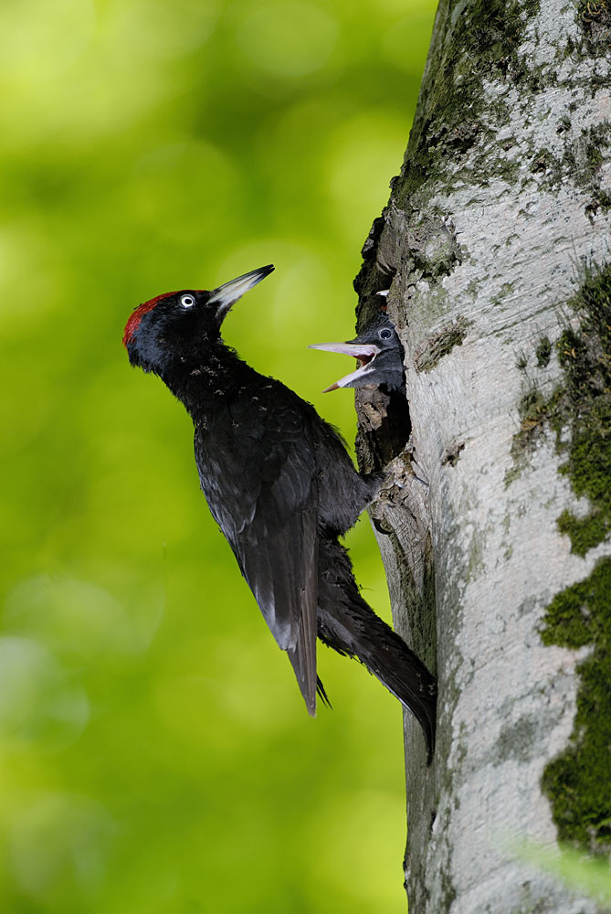 Picchio nero - Dryocopus martius